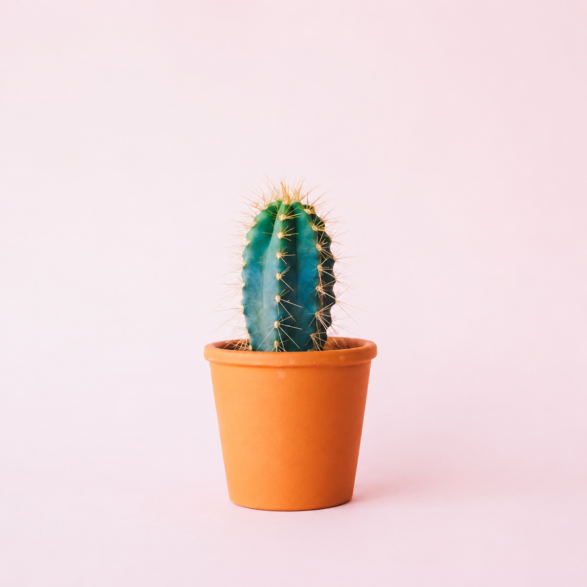 Small cactus in a terracotta pot against a quiet blush background